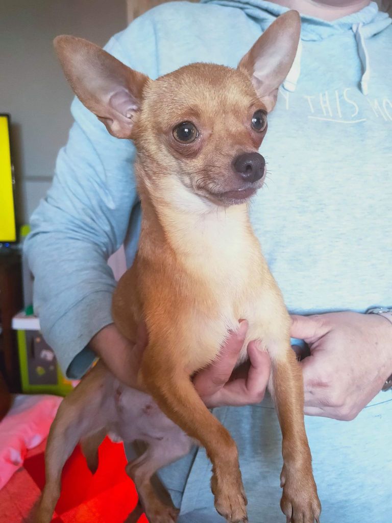 Les Chihuahua de l'affixe Du pays d'astrée
